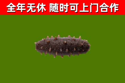 平泉市烟酒回收干海参.jpg